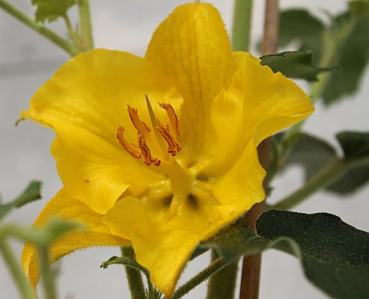Fremontodendron 1